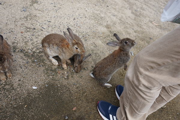 うさぎの島